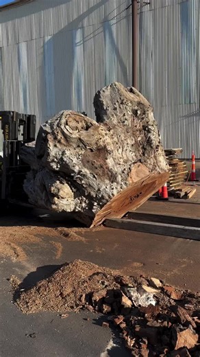 Preparing Logs for Quality Wood Slabs