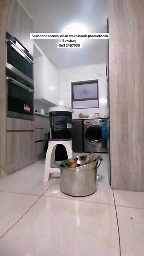 Clean sheep heads production #sheephead #southafrican #africancuisine #ShangoniFoods #BabesWoLusu #BabesWeSkopo #FromTheSoilToThePot