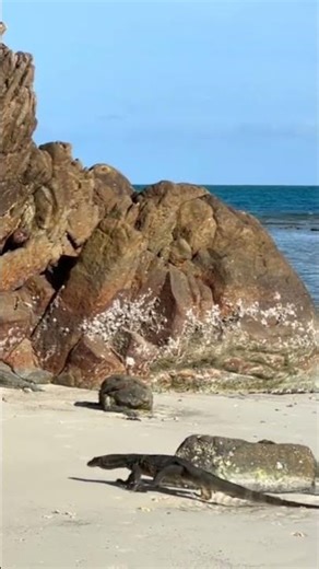 Big Lizard on beach