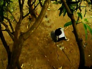 SILIP trailer.mpg maximagination