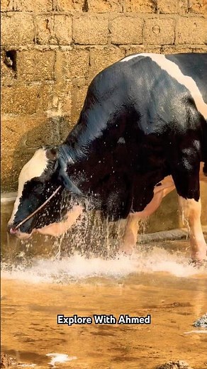 Karachi Cow Mandi | Malir Cow Mandi | Jameel Memon Mandi |Multan Mandi #shorts #cow #cowvideos #bull