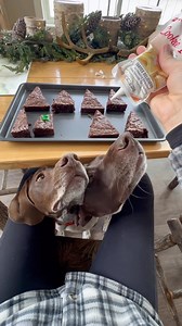 Trying to make anything in the kitchen with GSPs around 😅 • You guys gonna share dat?! 😆 Who else has a pup that wants to taste test every single thing?! 🐾 • • • #pointerpawprints #gspoftheday #dogvideos #dogreels #dogobsessed #instadog #instareels #weratedogs #thisweekoninstagram #dogmom #petlovers #petstagram | Pointerpawprints