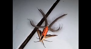 Weird creature with pulsating tentacles take internet by storm [VIDEO]