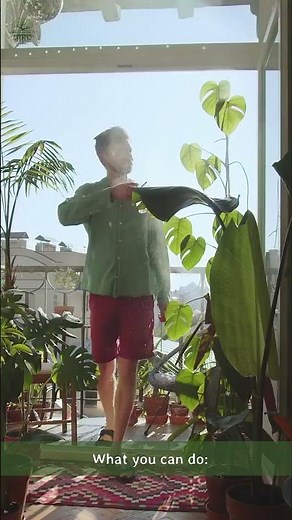Fix Your Plant's Leaf Spots Before They Spread #PlantTok #PlantProblems #PlantHealth