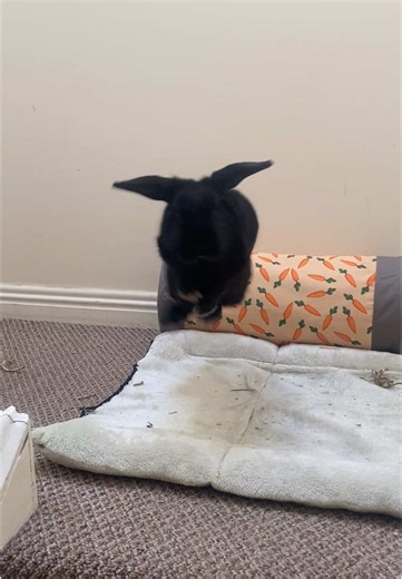 Bunny Binky Compilation: Adorable Rabbit Moments