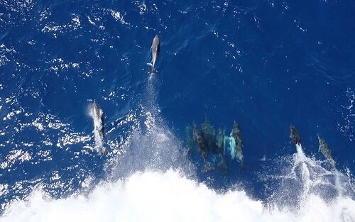 Powershell反射式dll注入