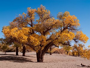 Populus euphratica - Alchetron, The Free Social Encyclopedia