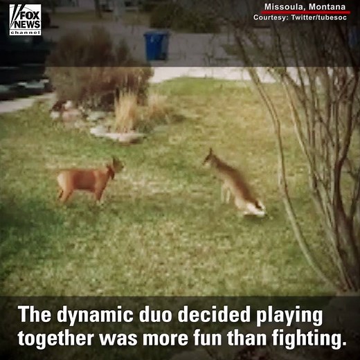 820K views · 9K reactions | A pitbull named Koko made an unlikely new friend with a fawn in Missoula, Montana. | Fox News | Facebook