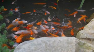 Algae and Koi Fish Growth: A Delicate Balance