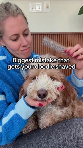 Knox The Mini Goldendoodle on Instagram: "Two tools you NEED👇🏻 A slicker brush and comb. Using these tools lets me go 8 weeks between grooming appointments. Comment “BRUSH” for what we use to keep our doodle matt free ♥️ Nearly every time Knox has been shaved is for the tangles on his legs. Dog brushes @pupwell and @dandylionworld Detangler @kinandkindofficial #Grooming #goldendoodle #doggrooming"