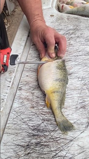 Fillet JUMBO PERCH with ELECTRIC KNIFE in less than 8 seconds a side! How? Watch Now.🤯