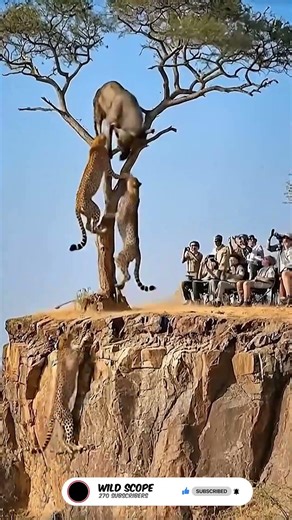 Predator vs Prey | Savage Moment 🐅⚡#Shorts #Wildlife #Safari #Nature #Surreal #animals