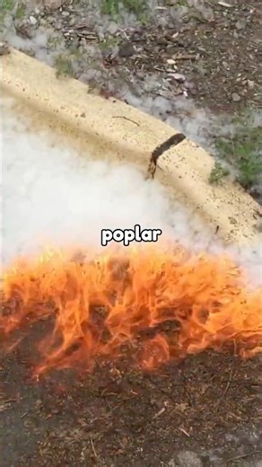 This Fluff Can Burn Everything 😳🌳