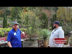 Poncirus trifoliata 'Flying Dragon' | Contorted Hardy Orange | MrMaple Clips 🍁