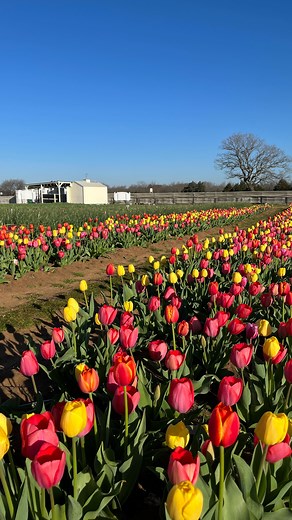 62K views · 372 reactions | A sea of colorful tulips blooming this morning at Texas Tulips! Come pick a bouquet and take photos at the tulip farm! So pretty you don’t want to miss it  Open from 10 am to 8 pm everyday! | Texas-Tulips | Facebook