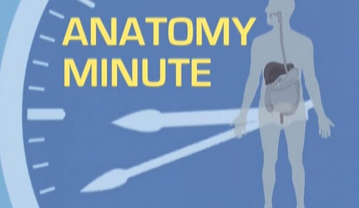 5 Interesting Facts About the Esophagus - HRF