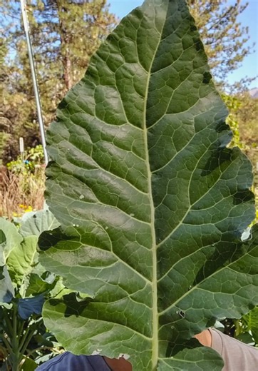 Looking for a perennial kale? This is Homesteader’s Kaleidoscopic Perennial Kale Grex! Learn more about it at the link in my bio and stories and save 10% on your seed order! 💚 Make sure to give @Homestead Culture a follow to learn more about other perennial vegetables, herbs, flowers, and fruits you can grow at home! #kale #vegetables #seeds #vegetablegarden #perennials