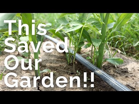 Installing Drip Irrigation in Any Sized Garden! | Drip Depot Review