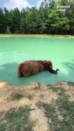 This duck refuses to go swimming without his best friend– a mini cow named Dumplin. 🐮🦆 | Humankind