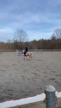 Cavallo in vendita - Sella italiano - 14 anni - equirodi.it
