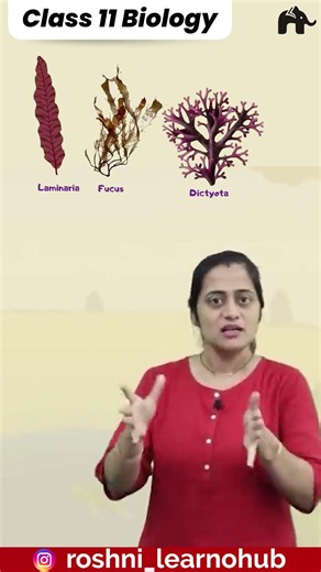 Brown algae - Plantae Class 11 Biology One shot with Roshni Mam | Tips, Diagrams, Animations