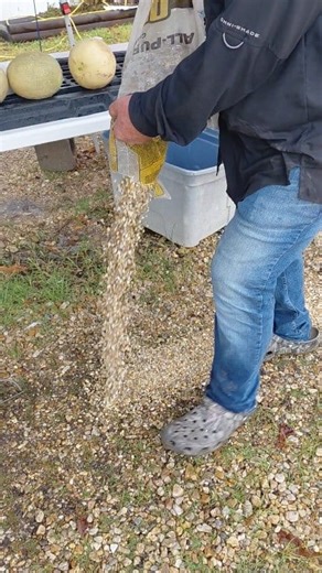 Spell Family Sno-Balls Famous Produce Stand is open daily rain or shine in Albany Louisiana! Come visit the Singing Produce Man (Steve Spell II) #farmersmarket #freshproduce #singersongwriter #rainydayspecial #Louisiana #singingproduceman | Spell Family Sno-Balls
