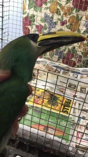 Rare Pet Birds: Emerald Toucanet Up Close