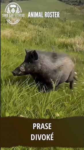 Vše 17 druhů ze SKOTSKA | theHunter: Call of the wild CZ | #cotw #hunter #krobot #cotw