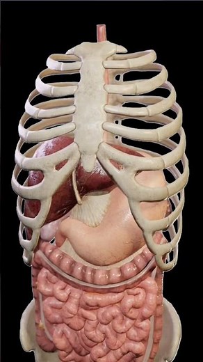 Liver Hydatid Cyst | Causes, Symptoms & Quick Overview #shorts #liver #medical #liverhealth