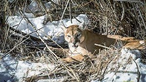 2 mountain lions killed in Colorado after killing, injuring dogs