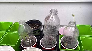 Watch Customer Review of Clonex Rooting Gel on Amazon Live