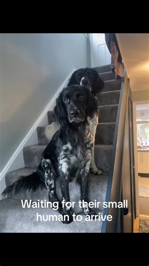 They love the weekends when their favourite small human arrives 😍 #stepdaughter #family #movie #relaxing