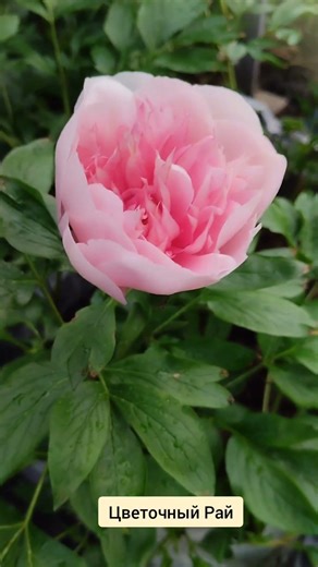 На улице апрель-а у нас в теплице зацвел пион!