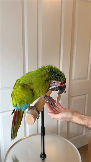 Training Session with Buffon's Macaw