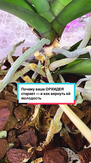 Омоложение орхидеи: научные методы и без мифов