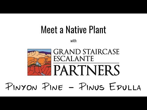 Meet a Native Plant - Pinyon Pine