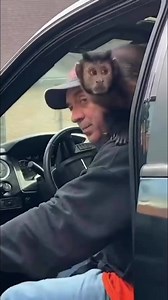 Monkey at the pumpkin patch #monkey #pumpkinpatch #cute #fallvibes #pets | MonkeyBoo