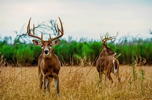 Deer Antlers: 10 Fun Facts You Should Know