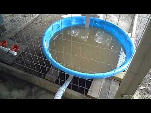 DIY Dirty Duck Pool cleaning