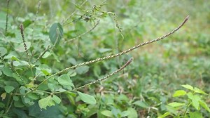 Achyranthes aspera Linn. Amaranthacées. : vidéo de stock (100 % libre de droit) 1010196221 | Shutterstock