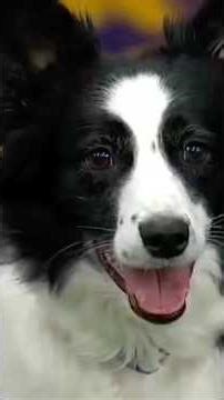 INSANE Dog Agility Speed 🐶🔥 | Unbelievable Skills!