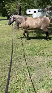 Trinity getting in a little bit of exercise while it’s not too hot! The heat index today is 110 degrees. How hot is it where you live? 🥰 | Rockin K Quarter Horses