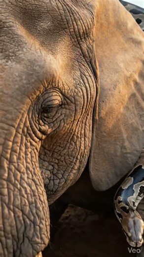 Giant Python Wraps Around Elephant… But Watch Closely | wildlife scene😳 #Shorts