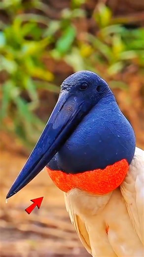 baby crocodile bird of prey🦩 Jabiru mycteria
