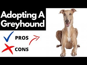 Pros And Cons Of Adopting A Greyhound | Should You REALLY Adopt A GREYHOUND?