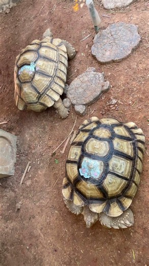 African Spurred Tortoises Sulcata Tortoises in Thailand