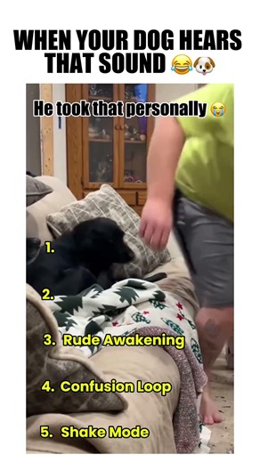 When Your Dog Hears That Sound 😂🐶 | Top 5 Reactions
