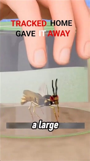 How a Wasp Accidentally Led to Its Own Nest | Smart Tracking Trick