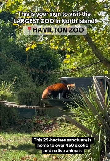 Explore Hamilton Zoo: The Largest Zoo in North Island
