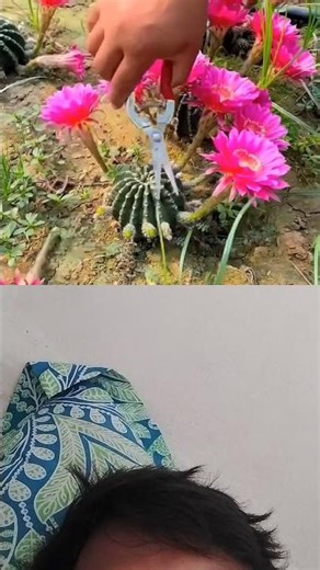 Cactus cultivation techniques #cactus #smartfarming#gardentips #plants #nature #agriculture #duet